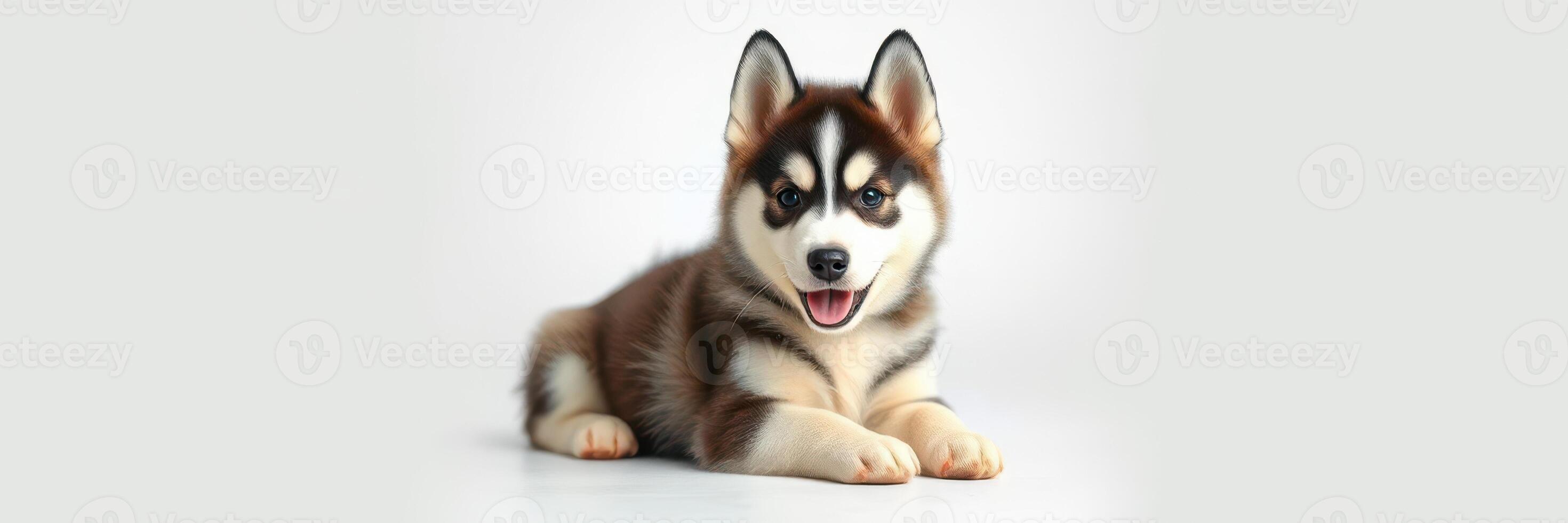 Cute husky puppy sitting calmly on a light background, showcasing playful personality and beautiful fur patterns photo
