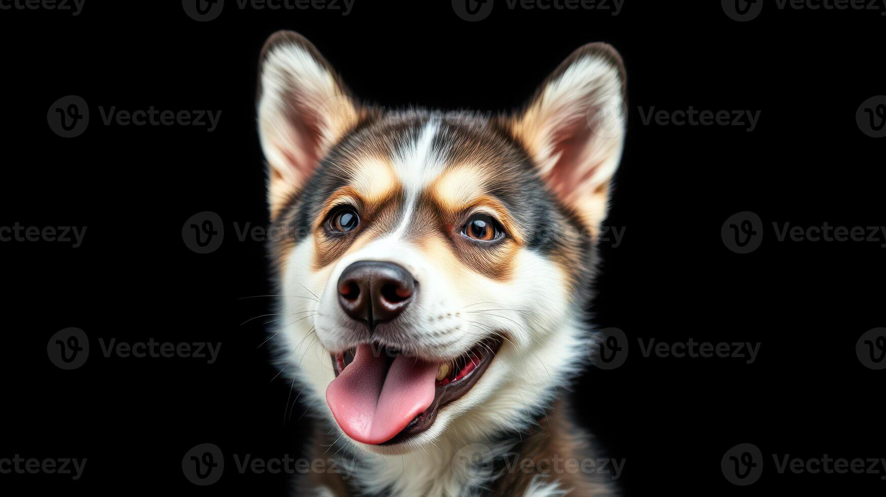 Playful corgi puppy smiling with tongue out on a dark background in a joyful moment photo
