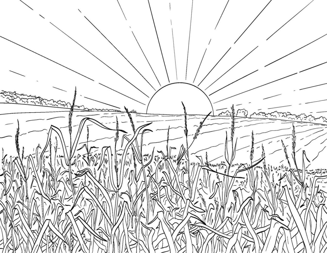Meadow Brome or Hairy Chess Grass with Hay Field and Sun Drawing vector