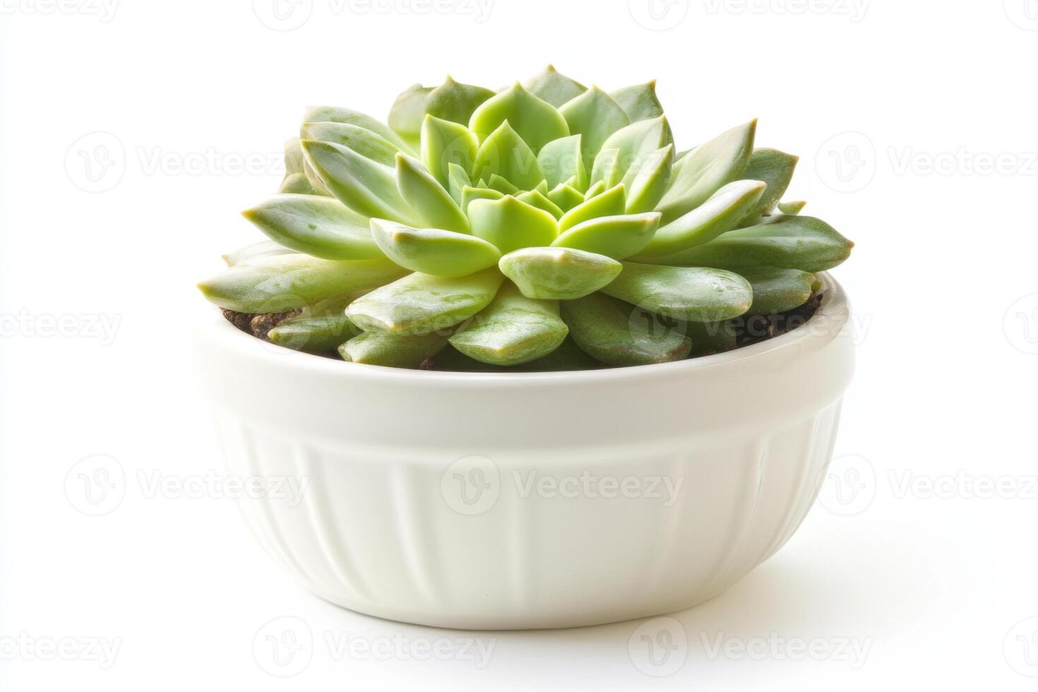 Elegant Succulent in White Pot photo