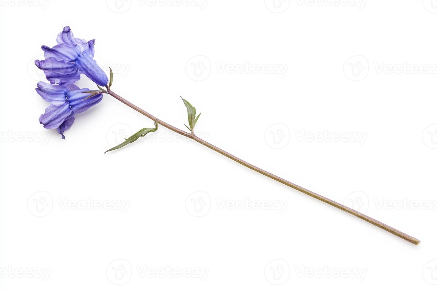 Delicate Purple Flower on White Background photo