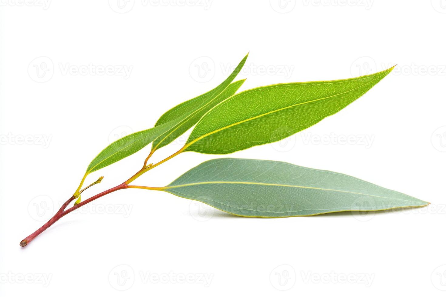 Eucalyptus Branch with Vivid Green Leaves photo