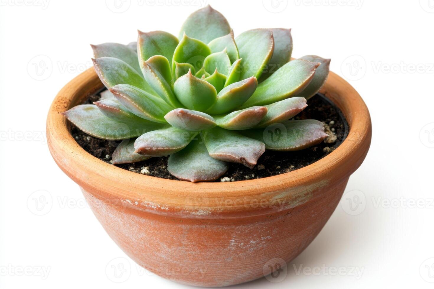 Charming Succulent in Terracotta Pot photo