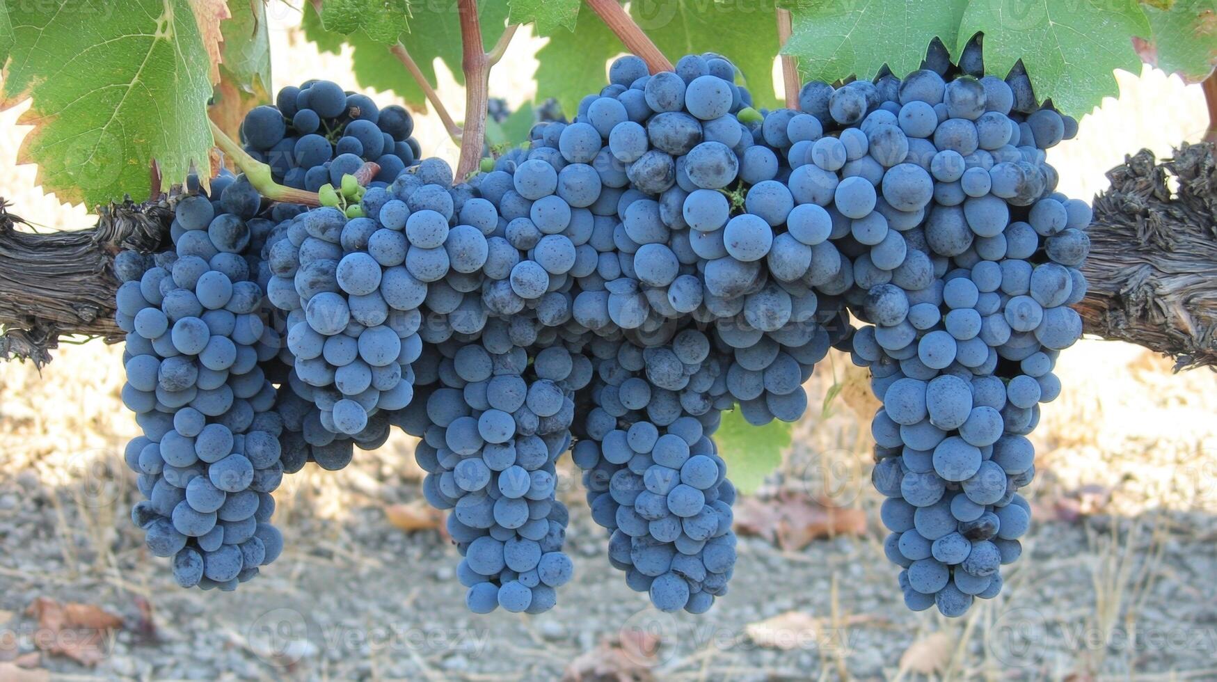 Ripe Blue Grapes Hanging from Vine photo