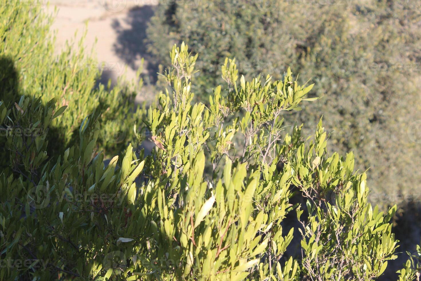 a tree branch with photo