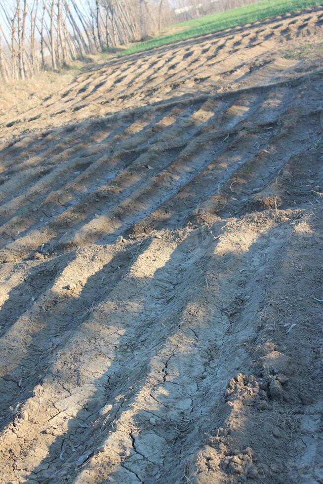A fence that is made of dirt and trees photo
