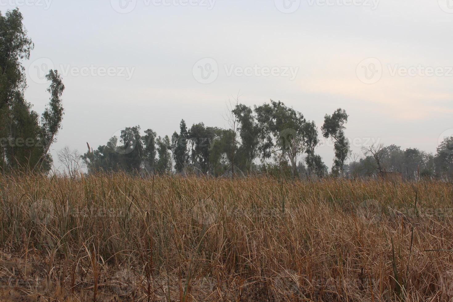 A field with tall grass and trees, photo