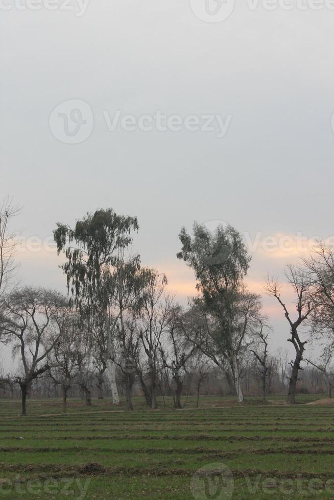 A field with trees and a sky photo