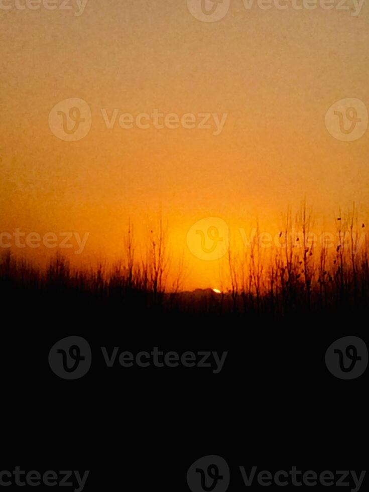 The sun sets behind a field of trees photo