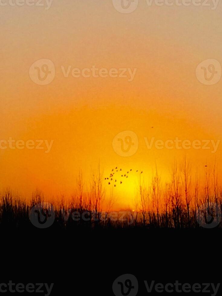 A sunset with birds flying over the trees photo