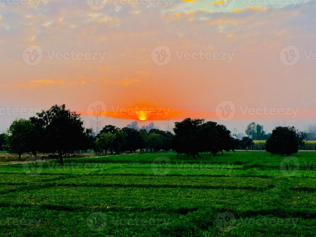 A field with trees and a sunset in the background photo
