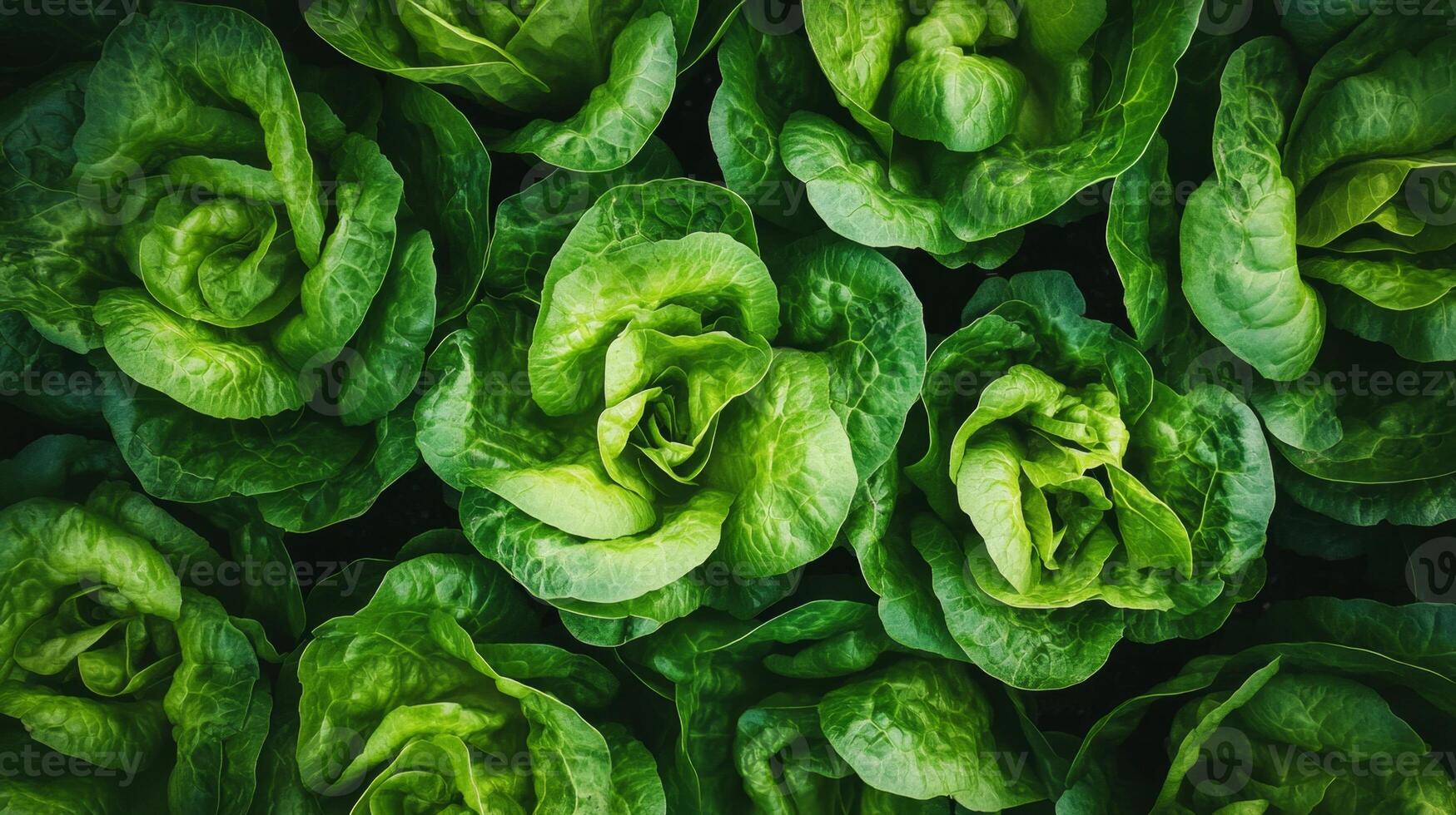 Fresh Green Lettuce Leaves - Vibrant and Healthy photo