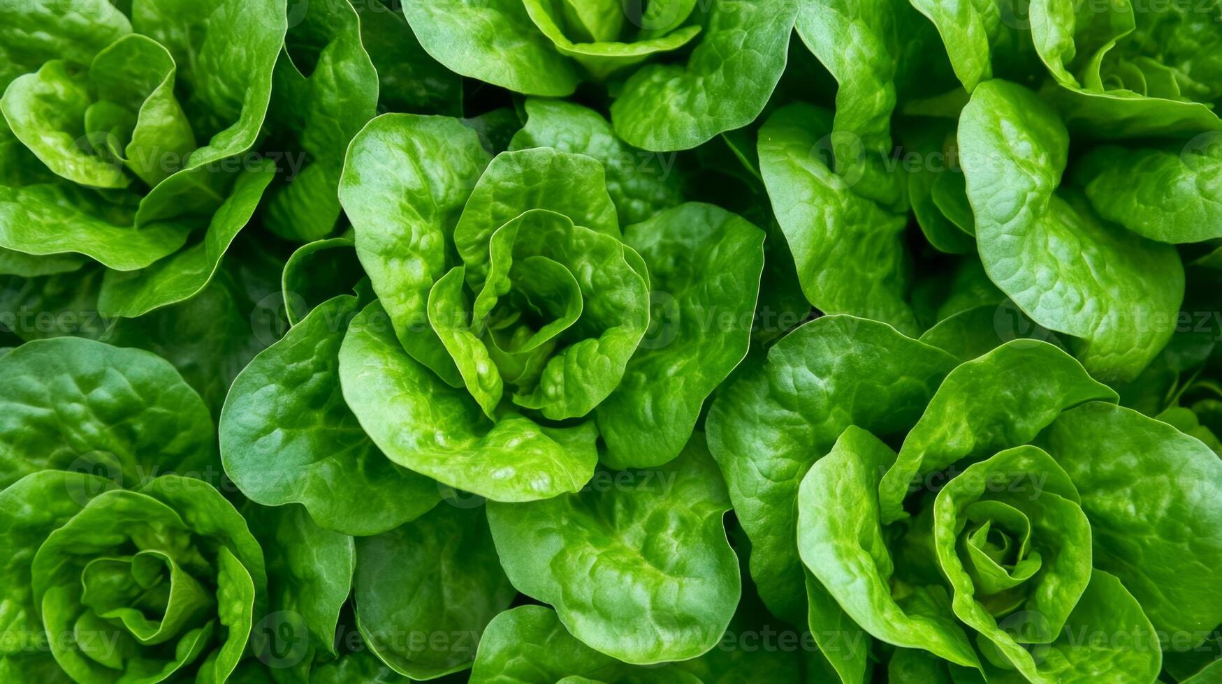 Close-up of Fresh Green Lettuce Leaves photo