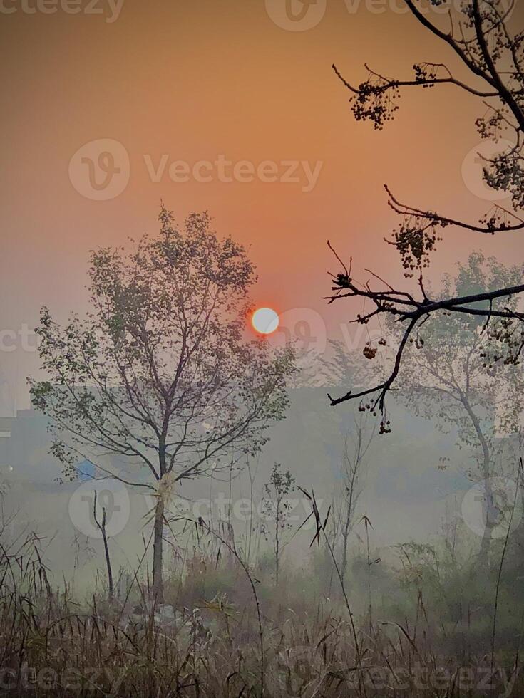 The sun rises over a field with trees and grass photo