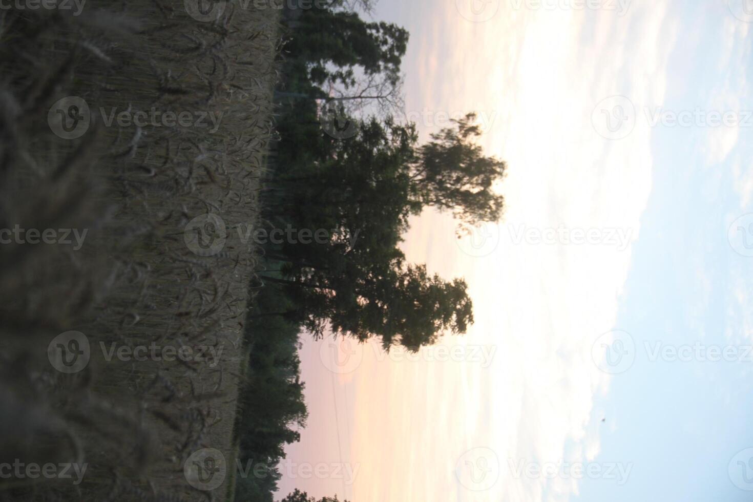 A field of tall grass photo