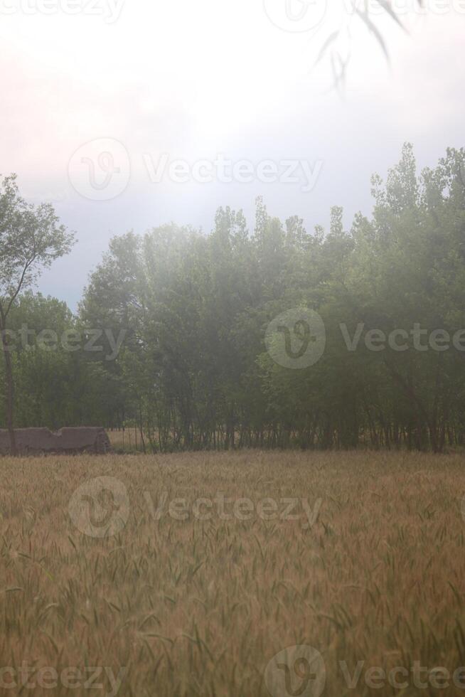 A field with trees and grass in the background photo