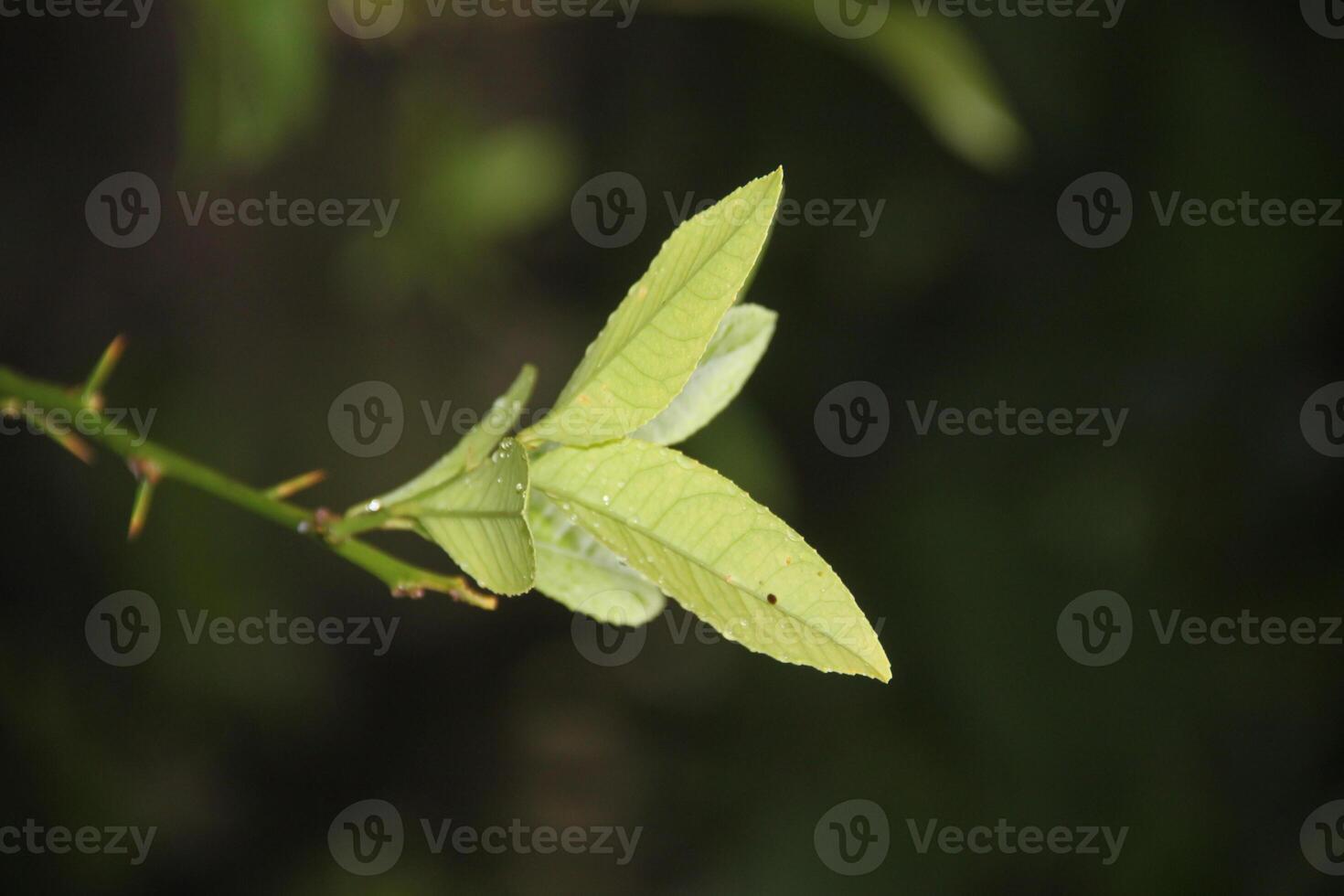 A green leaf on a branch with a green stem photo