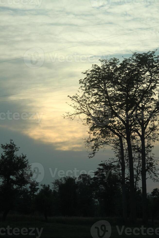 Silhouetted trees stand against an evening sky with soft hues of yellow and gray. photo