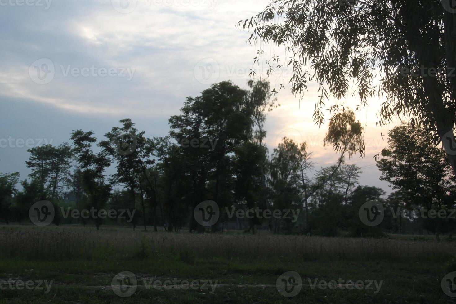 A field with trees and grass photo