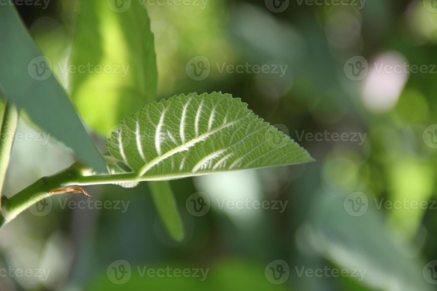 A close up of a leaf with a green stem photo