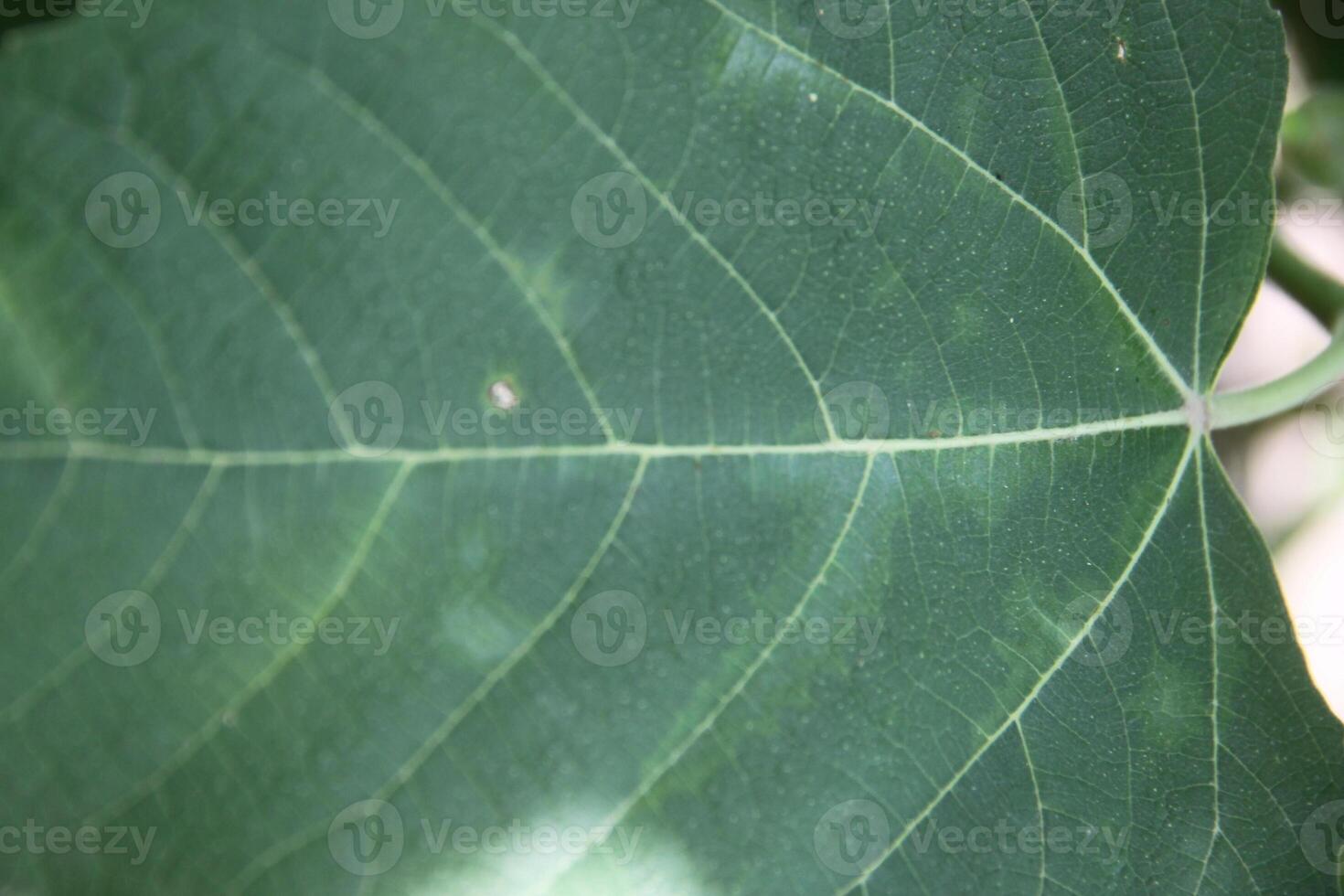 A close up of a leaf with a white spot on it photo