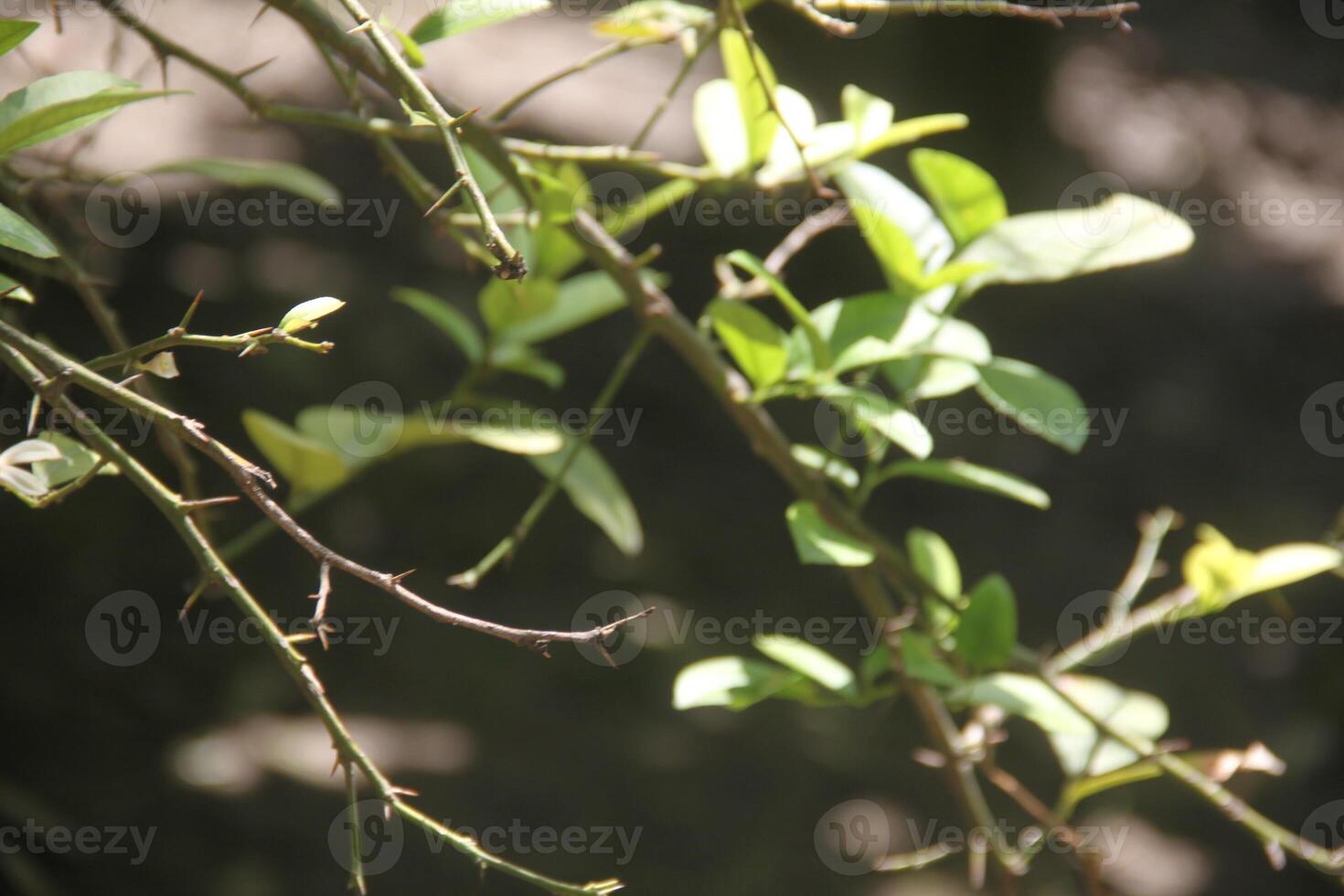 A bird sitting on a branch of a tree photo