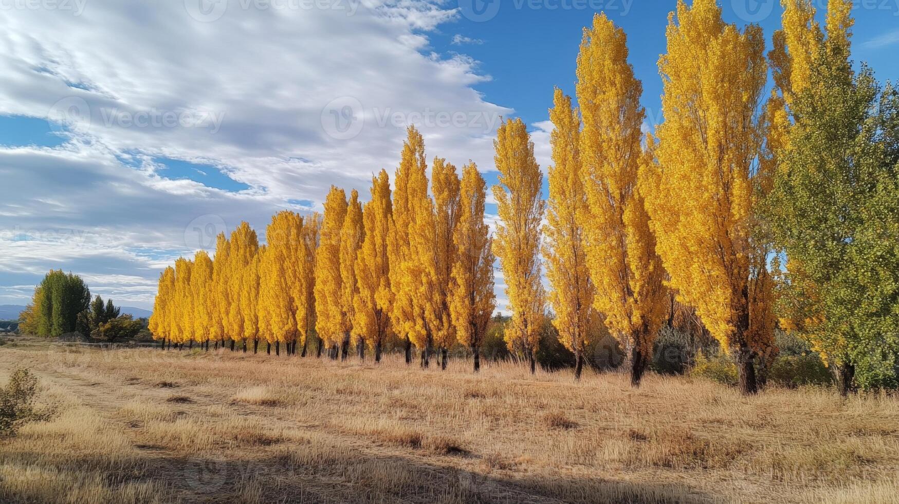 Autumnal splendor. A golden row of trees photo