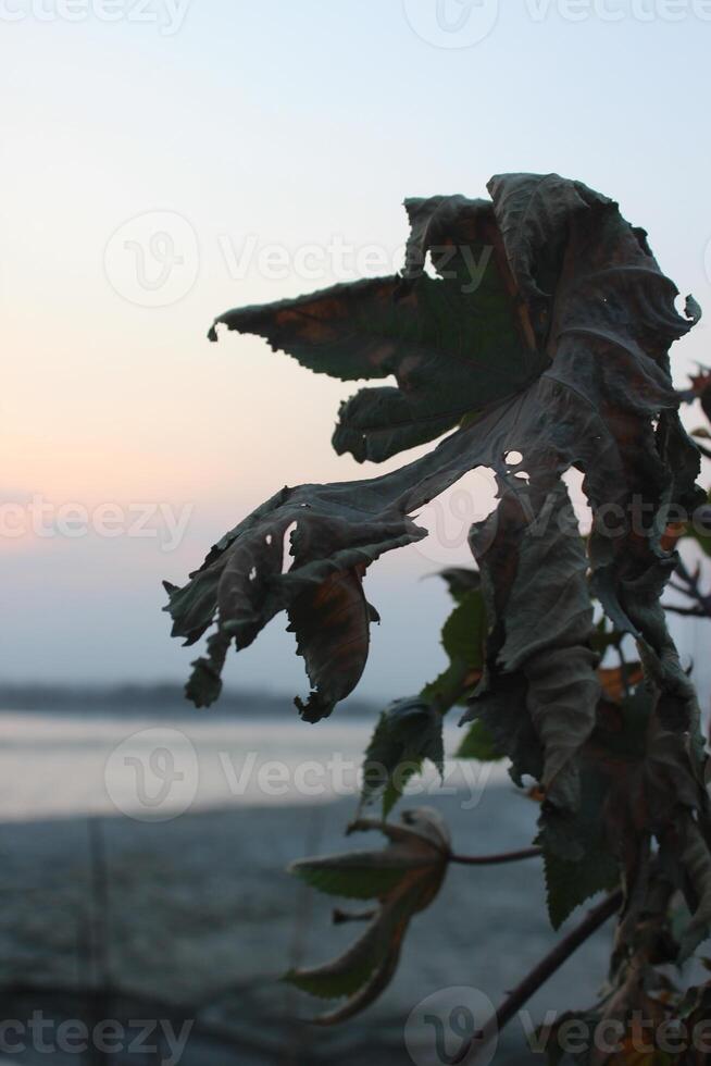 A dead leaf on a plant photo