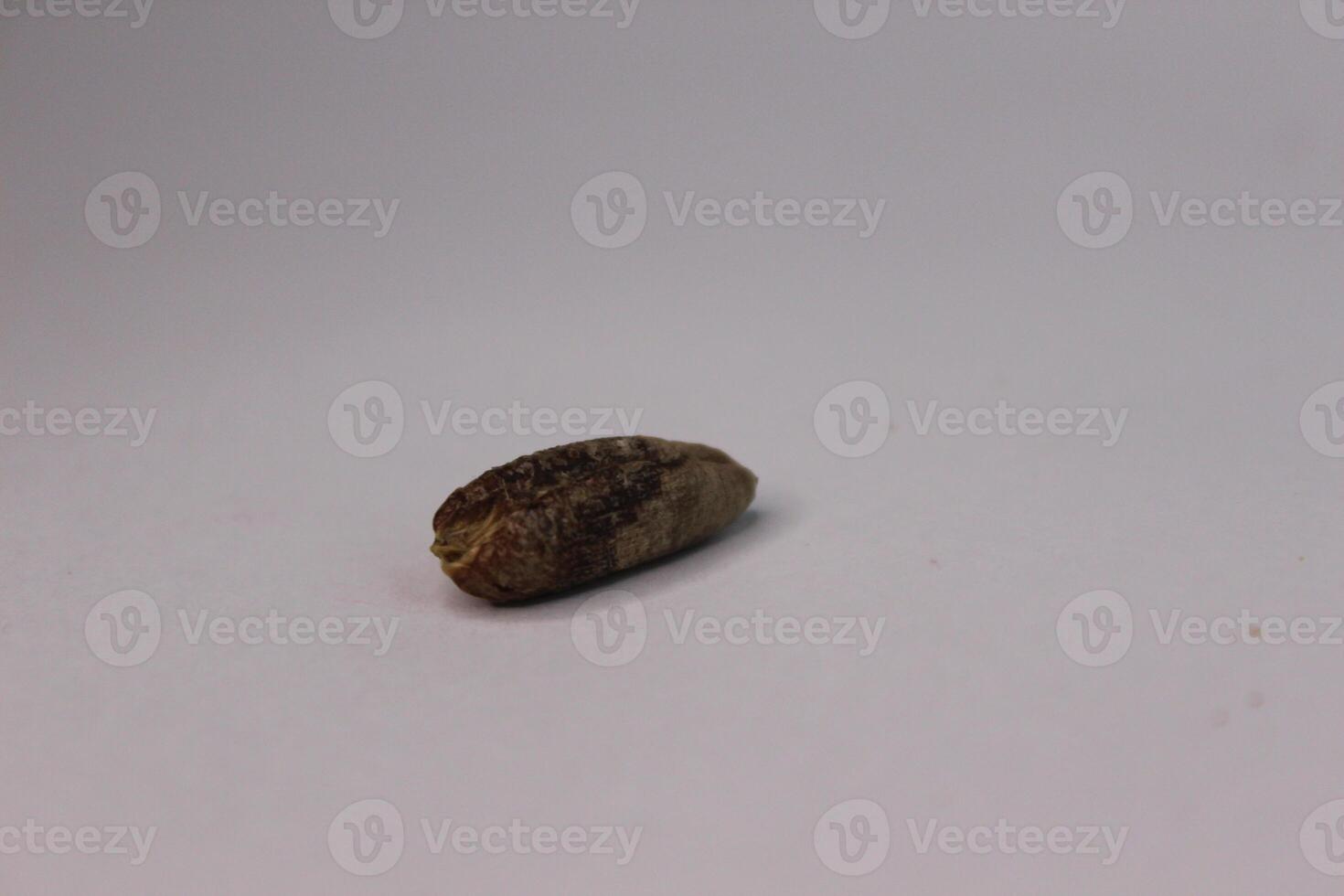 A small date seed on a white background photo