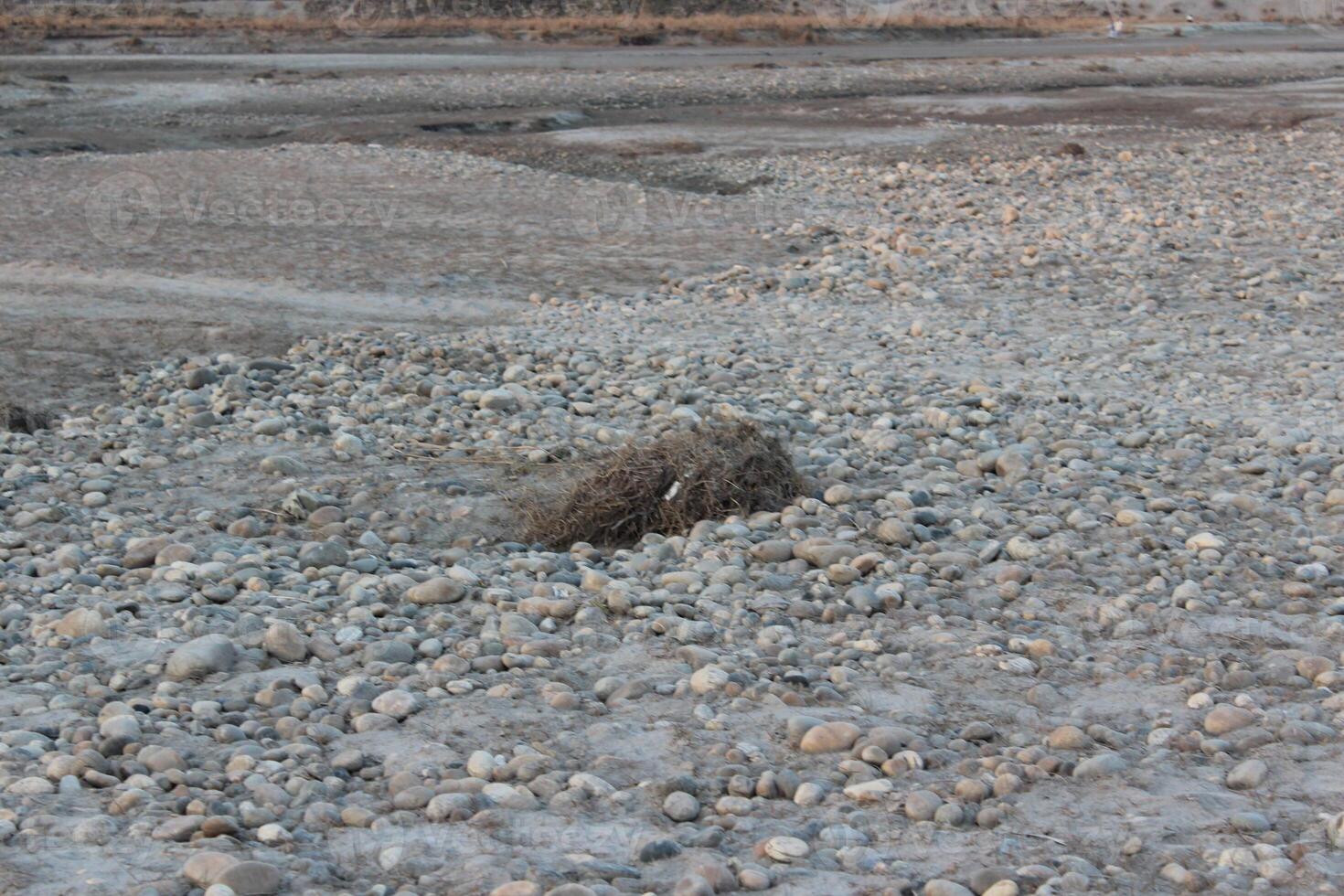 A bird sitting on a rock in a field photo