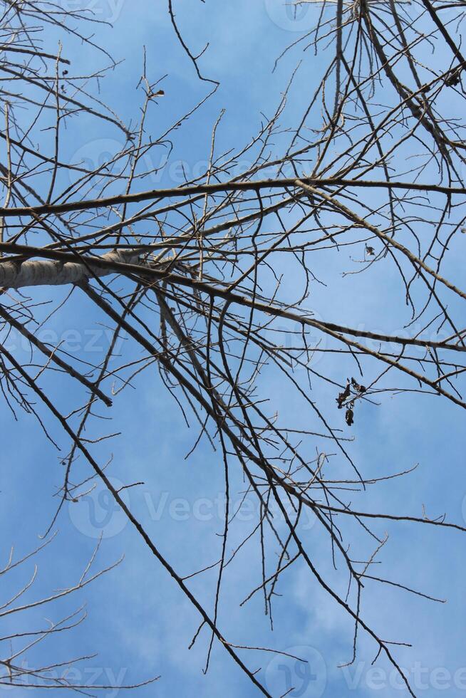 A bird is perched on a tree branch photo