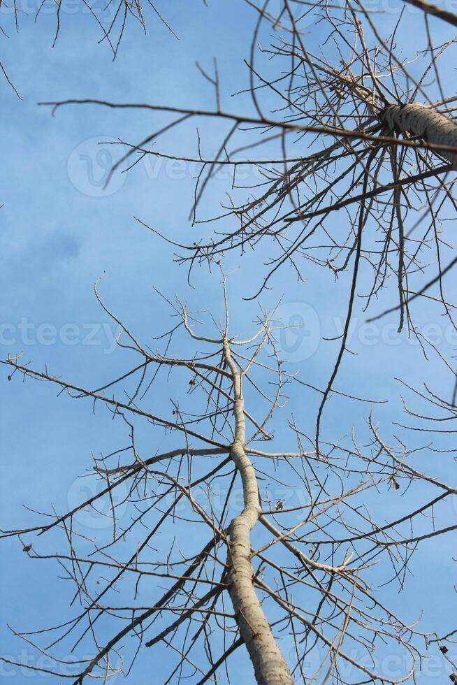 A view of a tree with no leaves photo