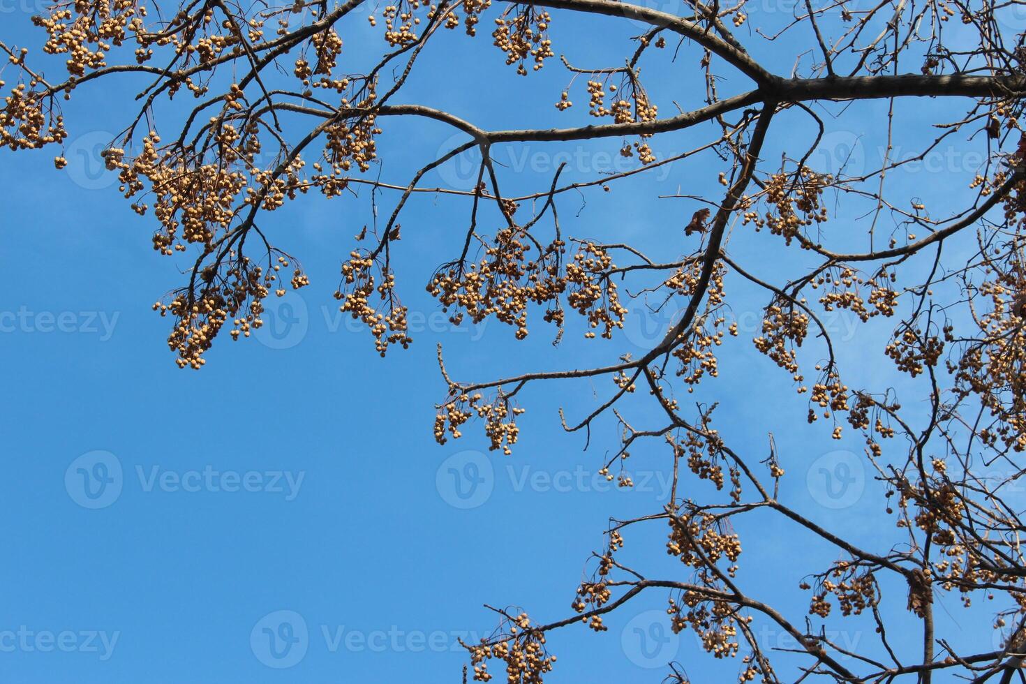 A tree with leaves and no flowers photo