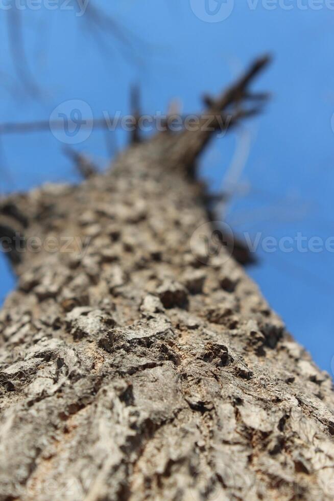 A close up of a tree trunk with no leaves photo