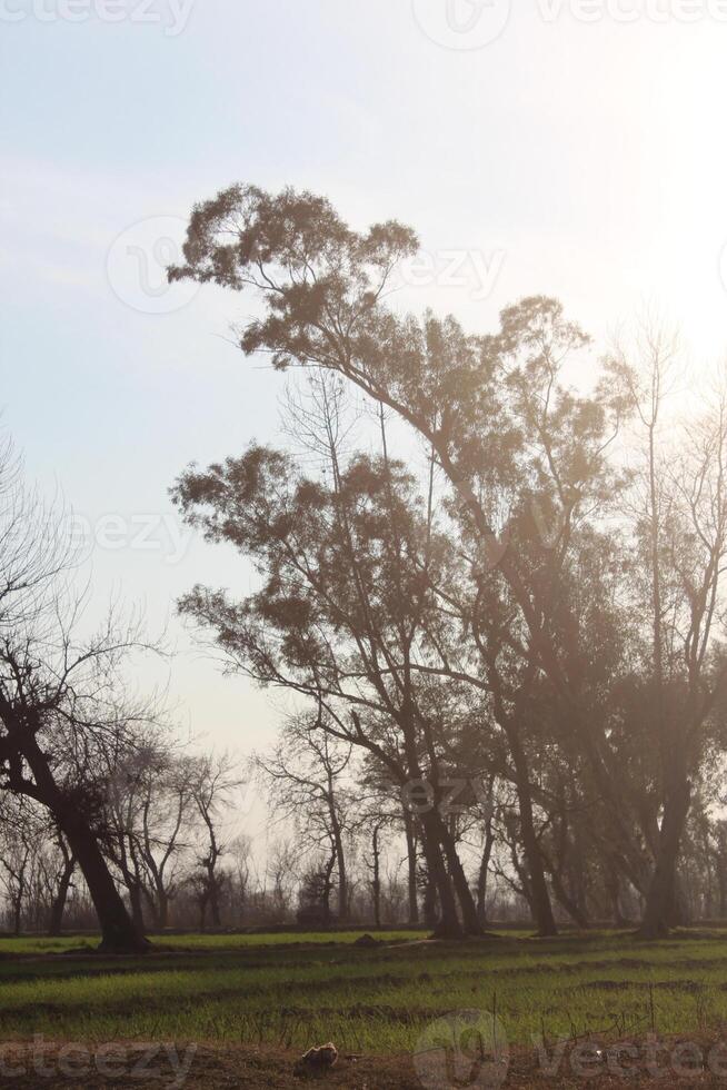 A field with trees and grass photo