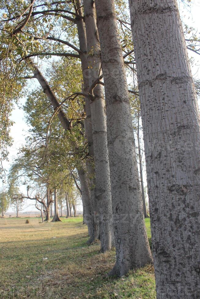 Tall trees with thick trunks and sparse branches line a grassy area. photo