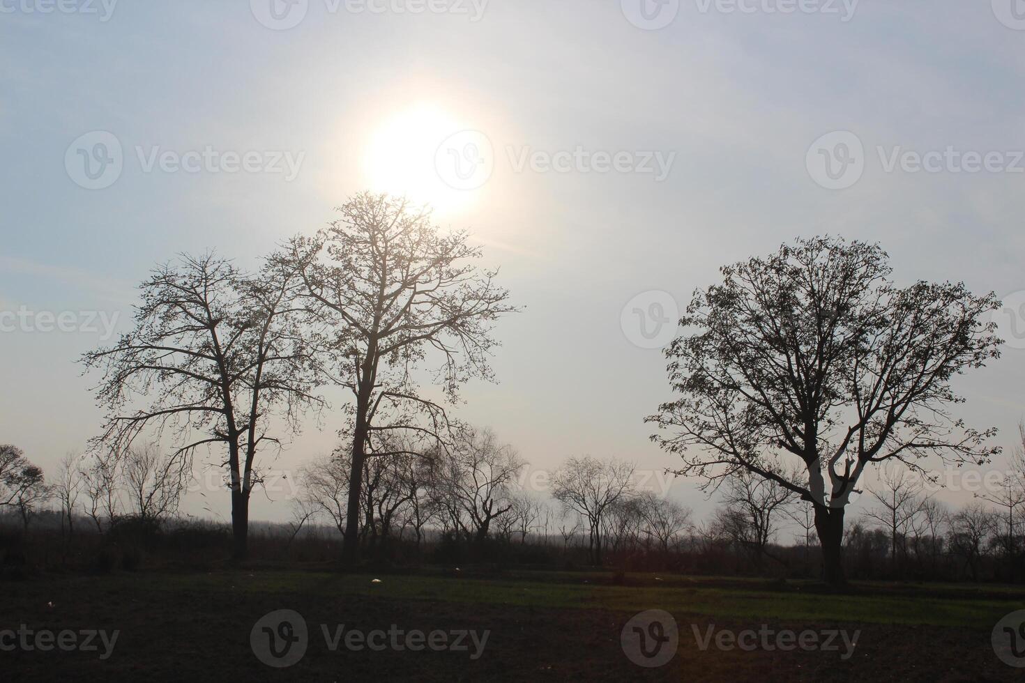 A plane flying over a field with trees in the background photo
