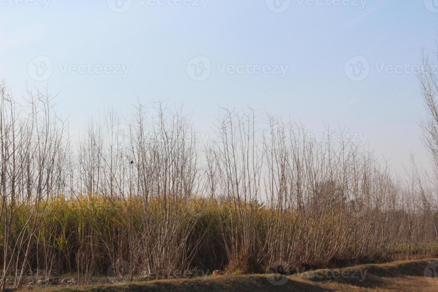 Leafless trees stand randomly across a green field, their slender branches reaching upwards. photo