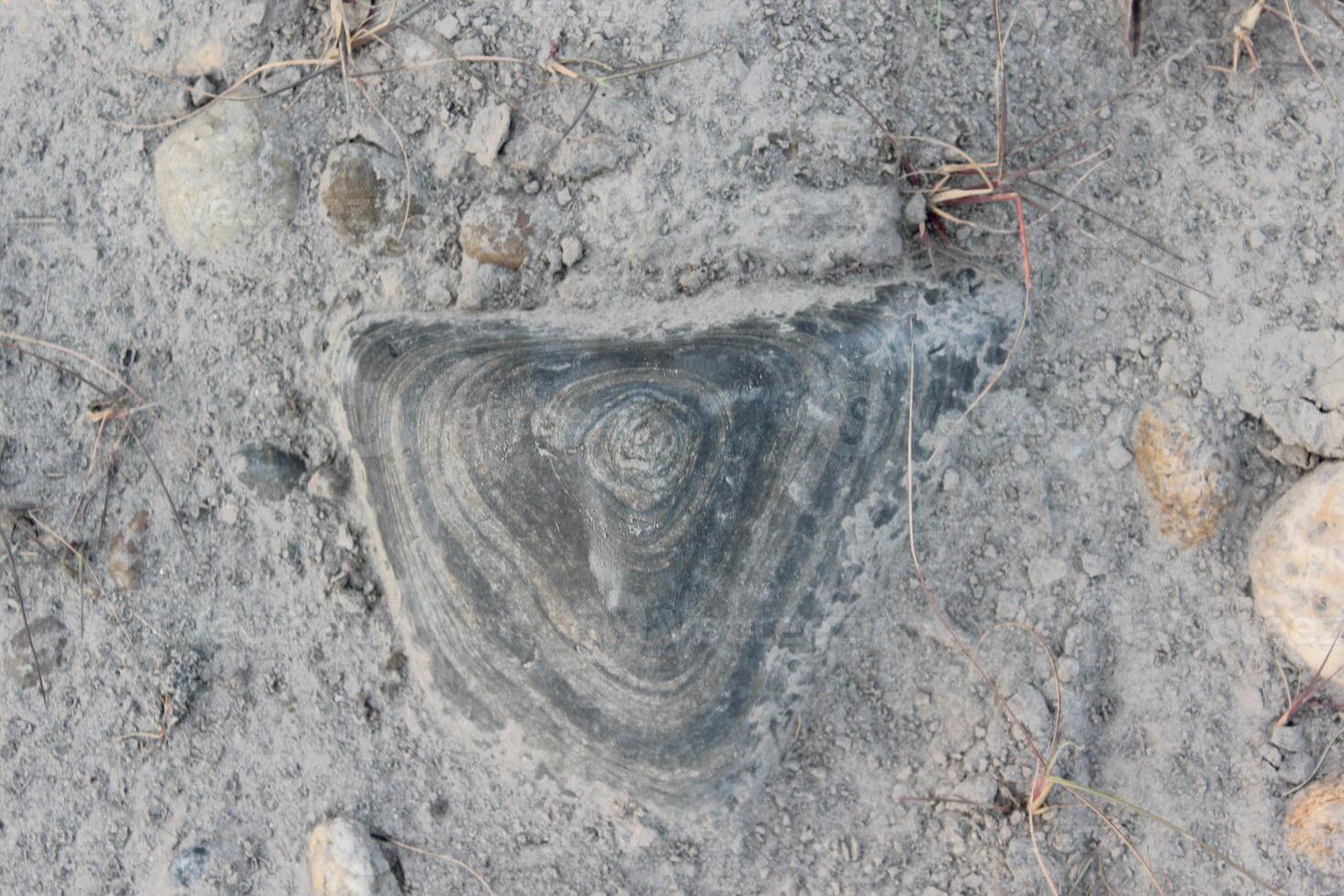 Triangular rock embedded in dry, dusty ground, featuring concentric layers. photo