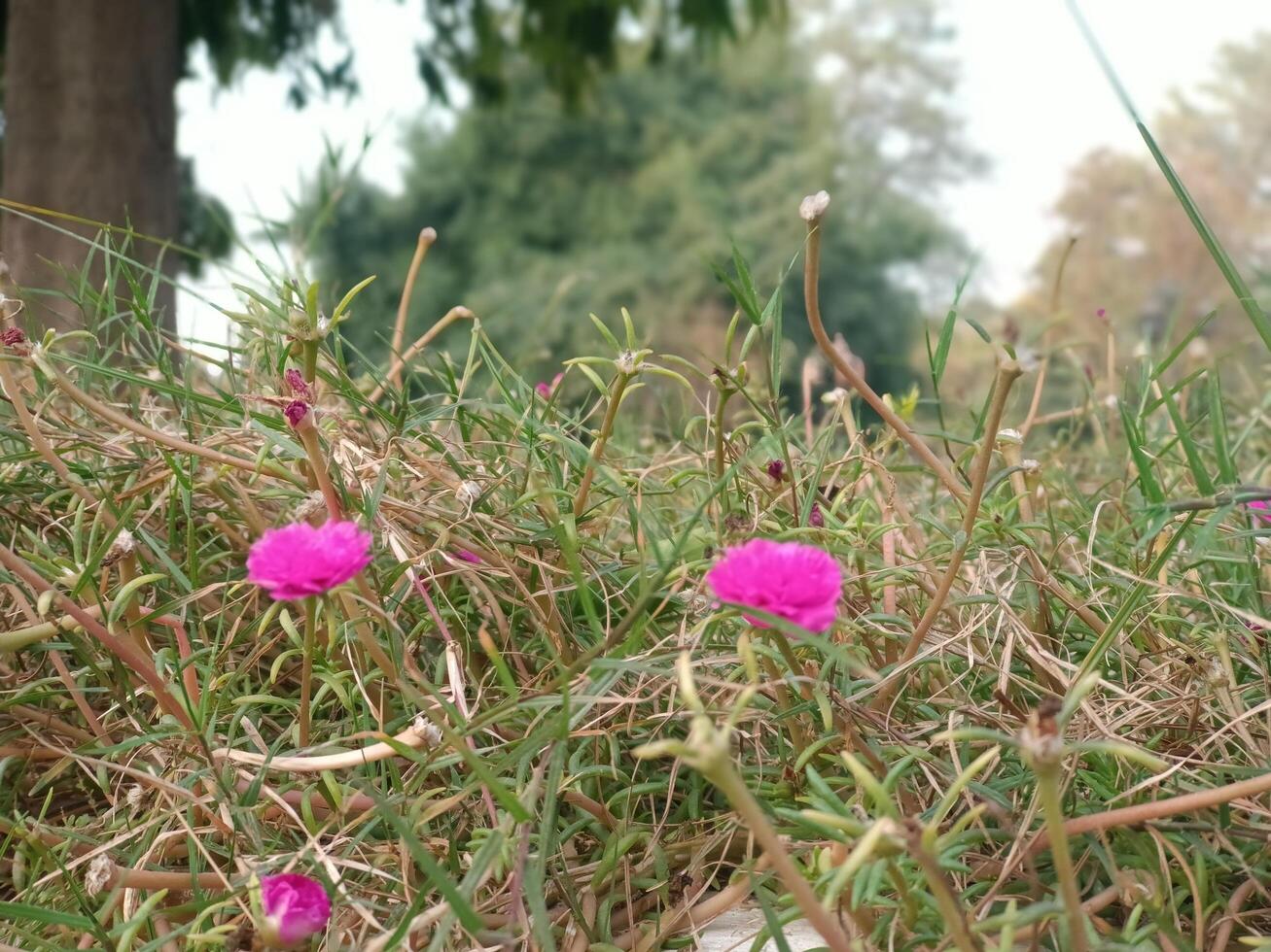 Beautiful Pink Moss Rose Flowers in Green Grass Nature Life Bloom Plant Fresh Macro Image Scene photo