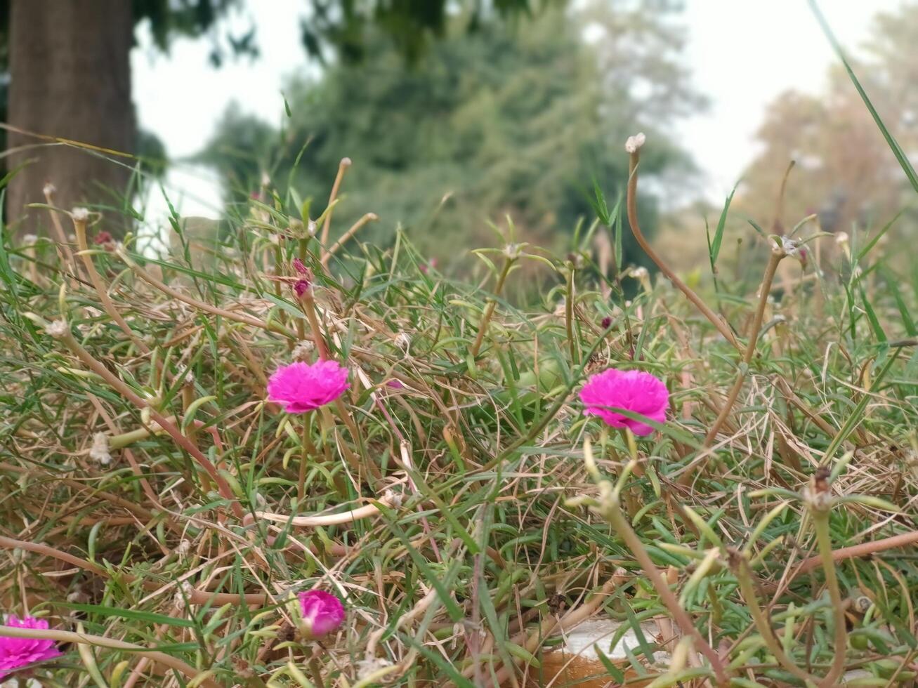 Beautiful Pink Moss Rose Flowers in Green Grass Nature Soft Bloom Plant Macro Image Fresh Petals photo