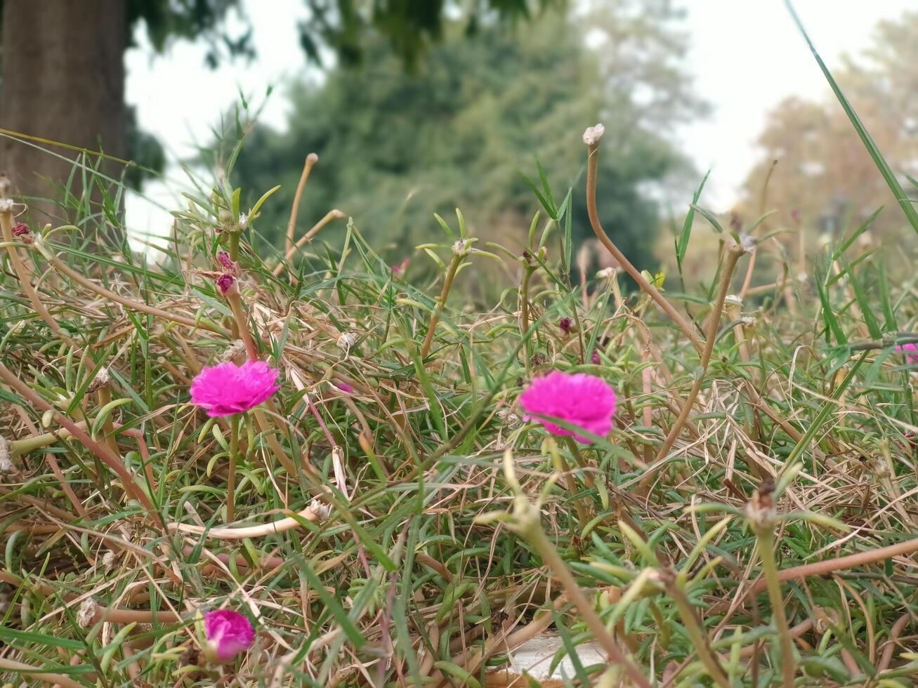 Beautiful Pink Moss Rose Flowers in Green Grass Nature Bush Soft Life Bloom Plant Image Photo Flora