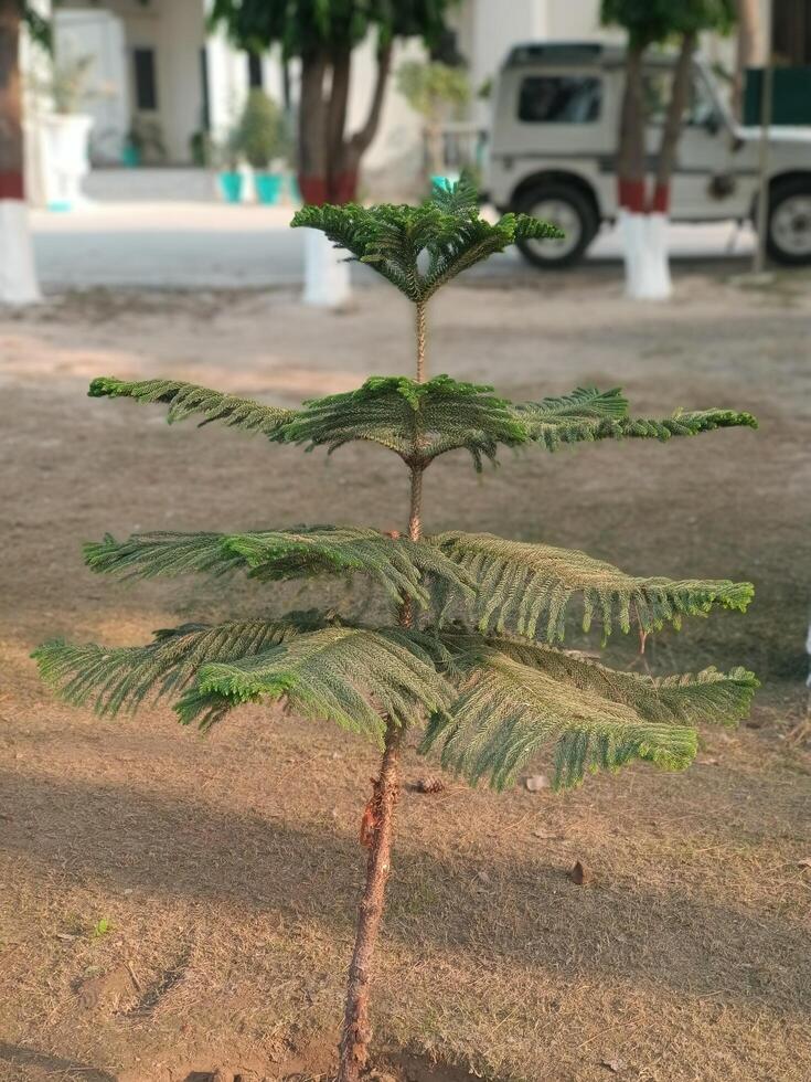 Norfolk Island Pine Tree Young Plant Green Nature Outdoors Sunlight View Life Flora Small Image photo