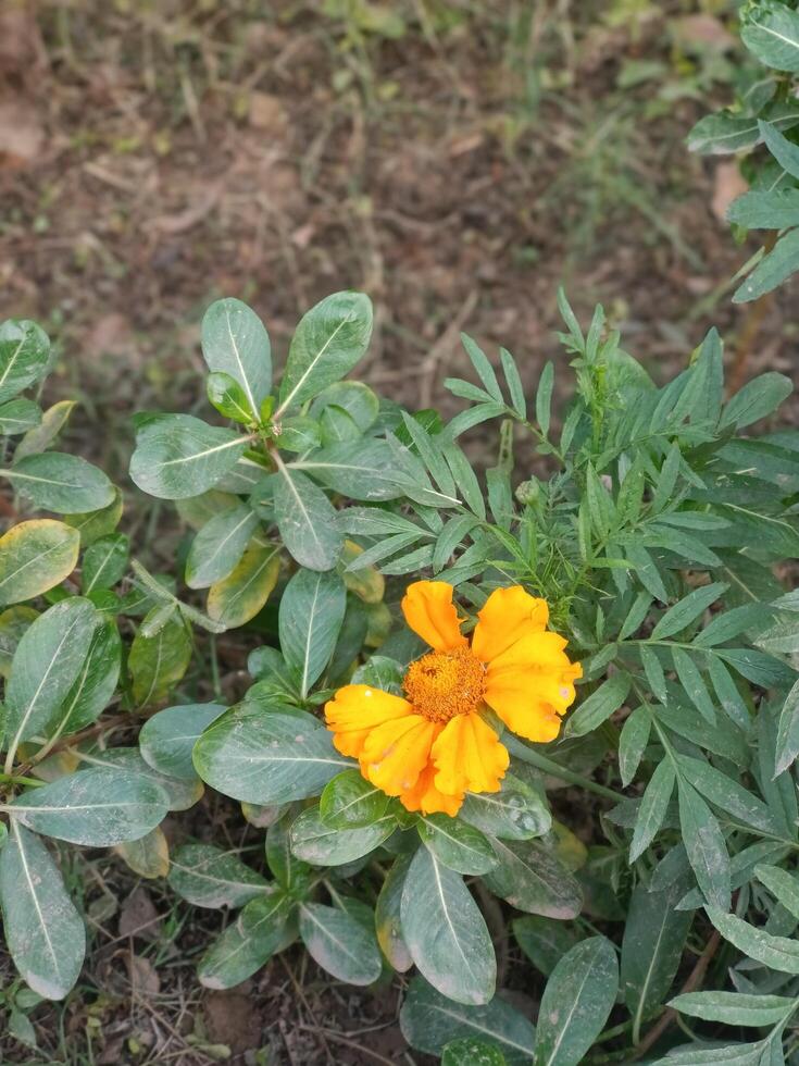 Vibrant Orange Flower Blooming in Lush Green Garden Nature sun day leaf gold view plant petal flora photo