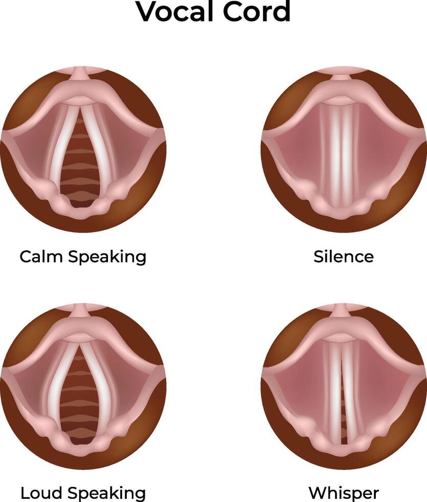 Vocal Cord Positions During Speech and Silence Design Illustration vector