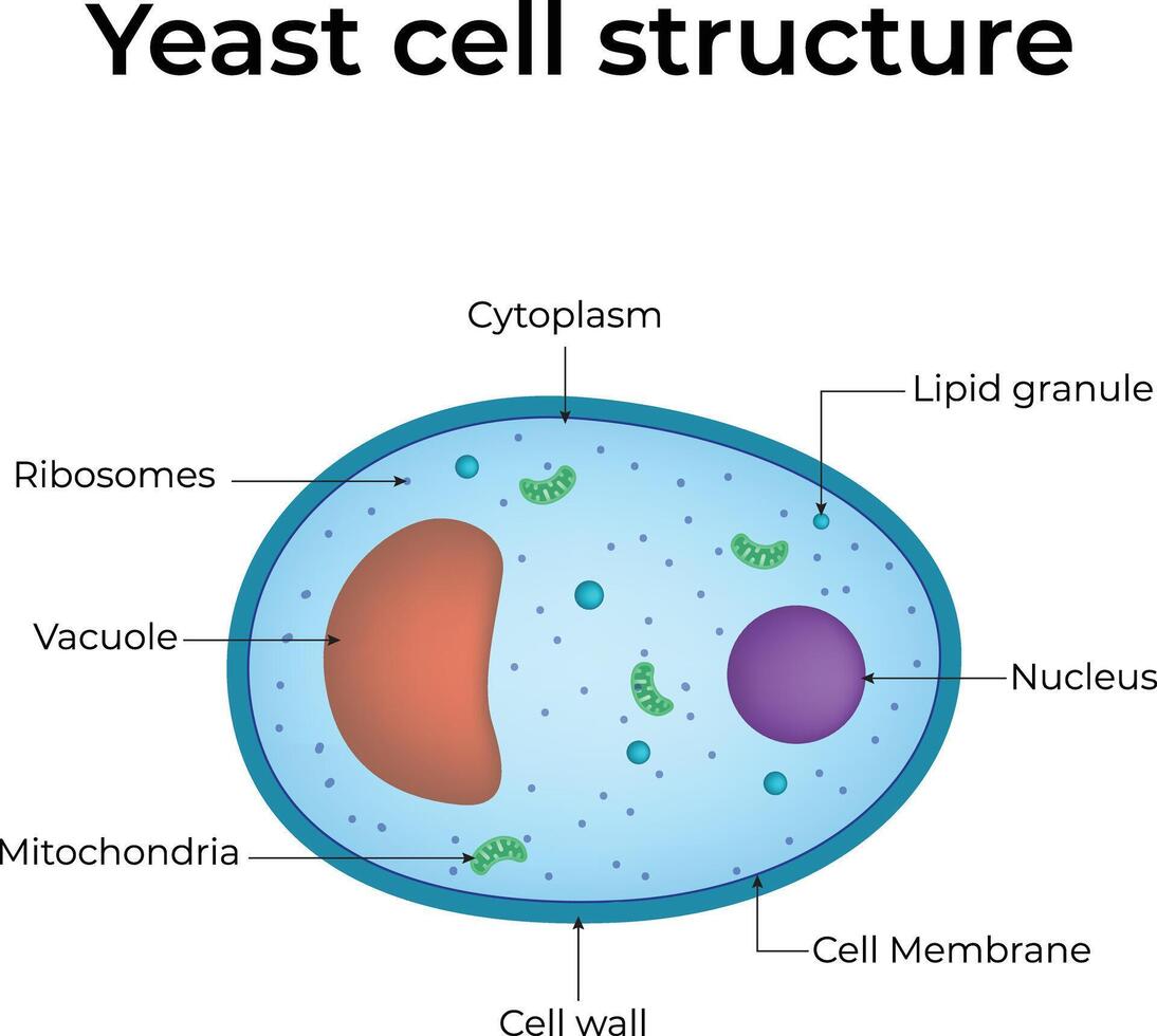 Yeast Cell Structure Design Illustration vector