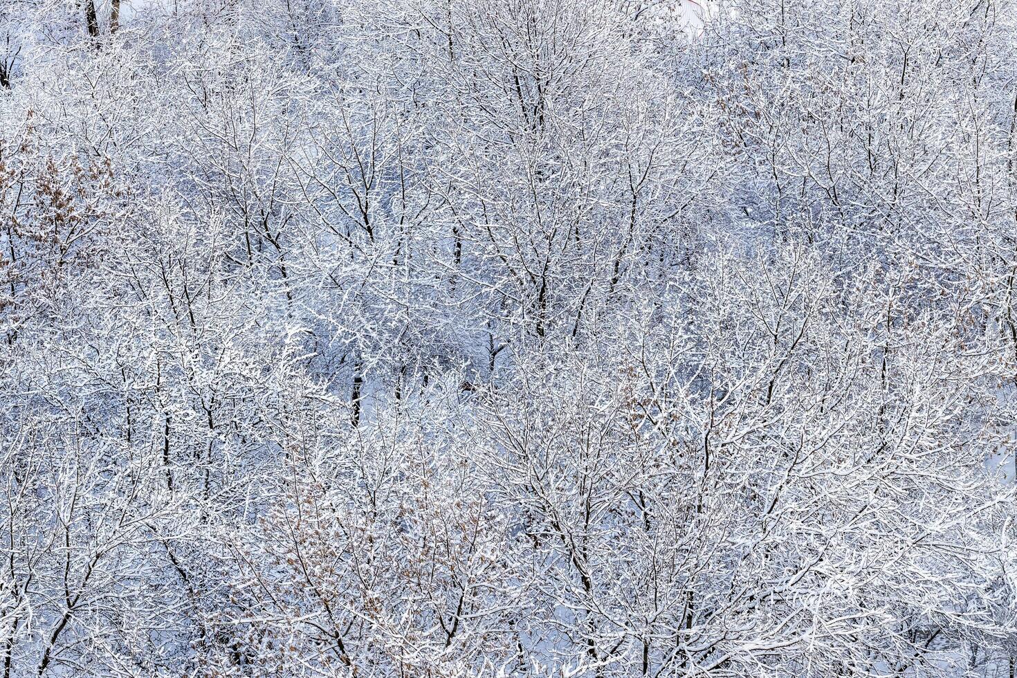 snowy trees in city park after snowing in winter photo