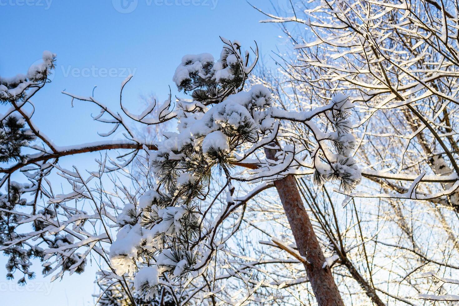 bottom view of pine tree branches covered snow photo