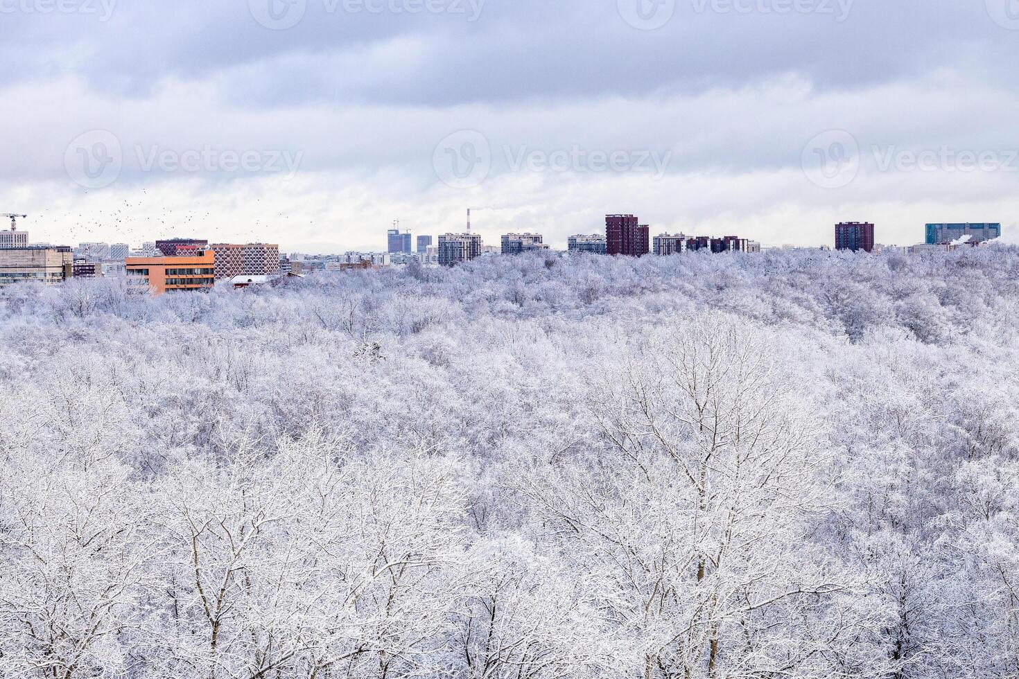 snow clouds and snow-covered park after snowing photo