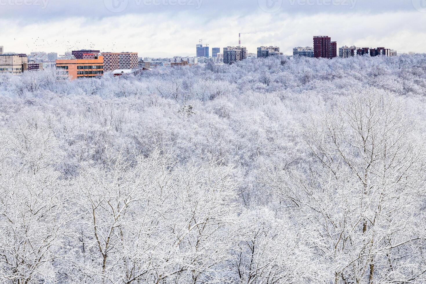 snowy trees in park after snowing in winter photo